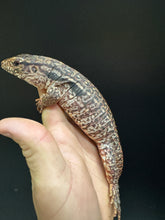 Load image into Gallery viewer, 2025 Jaba Blood red 66% het anery Tegus (Autumn)