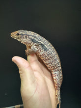 Load image into Gallery viewer, 2025 Jaba Blood red 66% het anery Tegus (Amber)