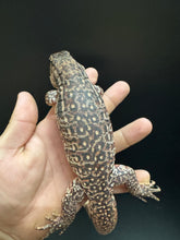 Load image into Gallery viewer, 2025 Jaba Blood red 66% het anery Tegus (Autumn)