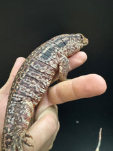 Load image into Gallery viewer, 2025 Jaba Blood red 66% het anery Tegus (Autumn)