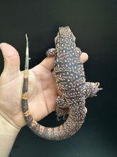 Load image into Gallery viewer, 2025 Jaba Blood red 66% het anery Tegus (Autumn)