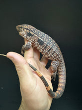 Load image into Gallery viewer, 2025 Jaba Blood red 66% het anery Tegus (Autumn)