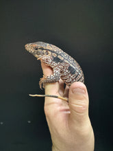 Load image into Gallery viewer, 2025 Jaba Blood red 66% het anery Tegus (Autumn)