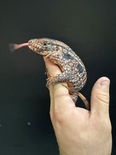 Load image into Gallery viewer, 2025 Jaba Blood red 66% het anery Tegus (Autumn)