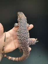 Load image into Gallery viewer, 2025 Jaba Blood red 66% het anery Tegus (Autumn)