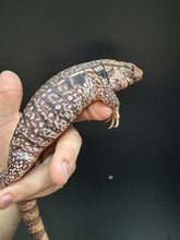 Load image into Gallery viewer, 2025 Jaba Blood red 66% het anery Tegus (Autumn)
