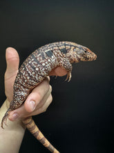 Load image into Gallery viewer, 2025 Jaba Blood red 66% het anery Tegus (Autumn)