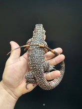 Load image into Gallery viewer, 2025 Jaba Blood red 66% het anery Tegus (Autumn)