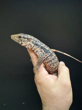 Load image into Gallery viewer, 2025 Jaba Blood red 66% het anery Tegus (Autumn)