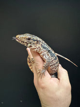 Load image into Gallery viewer, 2025 Jaba Blood red 66% het anery Tegus (Autumn)