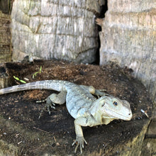 Load image into Gallery viewer, 2022 Grand Cayman Hybrid Rock iguana