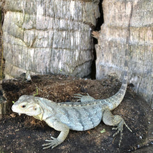 Load image into Gallery viewer, 2022 Grand Cayman Hybrid Rock iguana