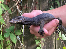 Load image into Gallery viewer, 2022 Black dragon water monitor

