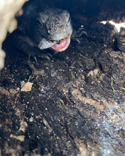 Load image into Gallery viewer, 2022 Utila island spiny tail ( bakeri iguana)