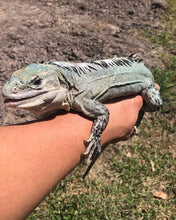 Load image into Gallery viewer, 2022 Utila island spiny tail ( bakeri iguana)
