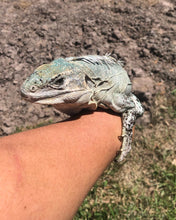 Load image into Gallery viewer, 2022 Utila island spiny tail ( bakeri iguana)