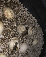 Load image into Gallery viewer, 2022 Utila island spiny tail ( bakeri iguana)