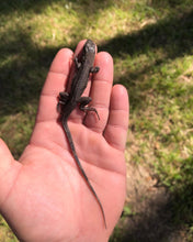 Load image into Gallery viewer, 2022 Utila island spiny tail ( bakeri iguana)