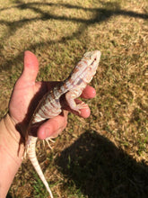 Load image into Gallery viewer, 2022 Fire ice Albino tegus
