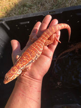 Load image into Gallery viewer, 2022 Pure Red Albino 66% het Anery
