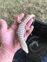 Load image into Gallery viewer, 2023 Blue ice Albino tegu
