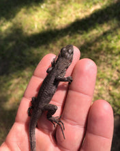 Load image into Gallery viewer, 2022 Utila island spiny tail ( bakeri iguana)