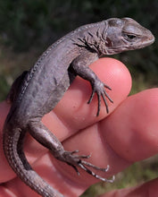 Load image into Gallery viewer, 2022 Utila island spiny tail ( bakeri iguana)