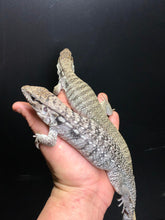 Load image into Gallery viewer, 2025 Pure Red "Pastel" anery