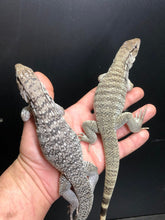 Load image into Gallery viewer, 2025 Pure Red "Pastel" anery