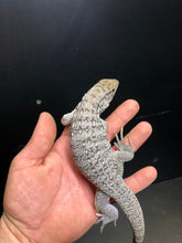 Load image into Gallery viewer, 2025 Pure Red "Pastel" anery