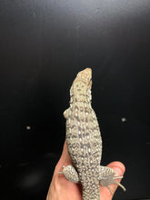 Load image into Gallery viewer, 2025 Pure Red "Pastel" anery