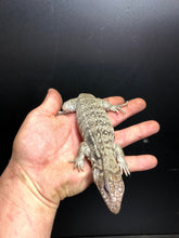 Load image into Gallery viewer, 2025 Pure Red "Pastel" anery