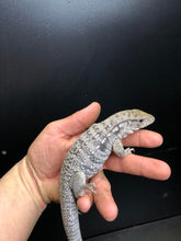 Load image into Gallery viewer, 2025 Pure Red "Pastel" anery