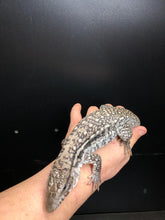 Load image into Gallery viewer, 2025 Pure Red "Pastel" anery