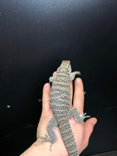 Load image into Gallery viewer, 2025 Pure Red "Pastel" anery