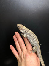 Load image into Gallery viewer, 2025 Pure Red "Pastel" anery