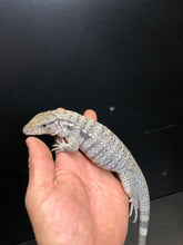 Load image into Gallery viewer, 2025 Pure Red "Pastel" anery