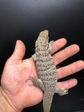 Load image into Gallery viewer, 2025 Pure Red "Pastel" anery