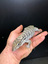 Load image into Gallery viewer, 2025 Pure Red "Pastel" anery