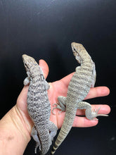 Load image into Gallery viewer, 2025 Pure Red "Pastel" anery