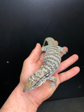 Load image into Gallery viewer, 2025 Pure Red "Pastel" anery