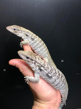 Load image into Gallery viewer, 2025 Pure Red "Pastel" anery