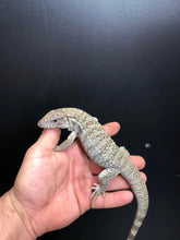 Load image into Gallery viewer, 2025 Pure Red "Pastel" anery