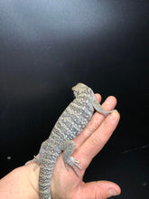 Load image into Gallery viewer, 2025 Pure Red "Pastel" anery