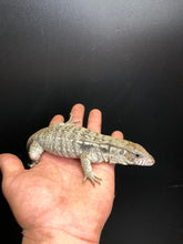 Load image into Gallery viewer, 2025 Pure Red "Pastel" anery