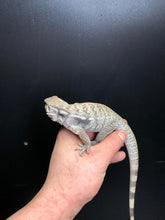 Load image into Gallery viewer, 2025 Pure Red "Pastel" anery