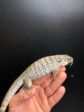 Load image into Gallery viewer, 2025 Pure Red "Pastel" anery