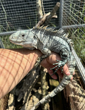 Load image into Gallery viewer, 2026 Utila island spiny tail ( bakeri iguana) Scarface white x blue line
