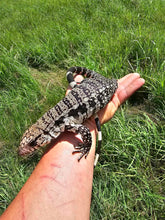 Load image into Gallery viewer, 2022 High White Pure Blues 66% Het albino
