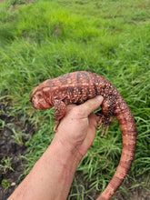 Load image into Gallery viewer, 2022 Pure Red Pastel line 100%  het Albino (Clifford x Cleo)
